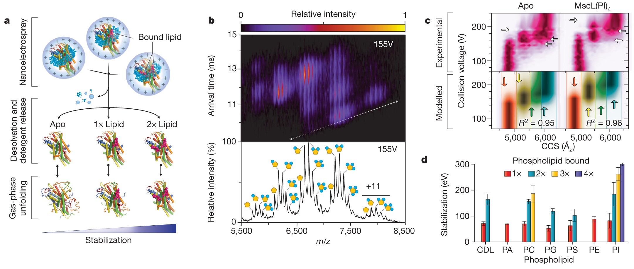 Membrane Proteins Bind Lipids Selectively To Modulate Their