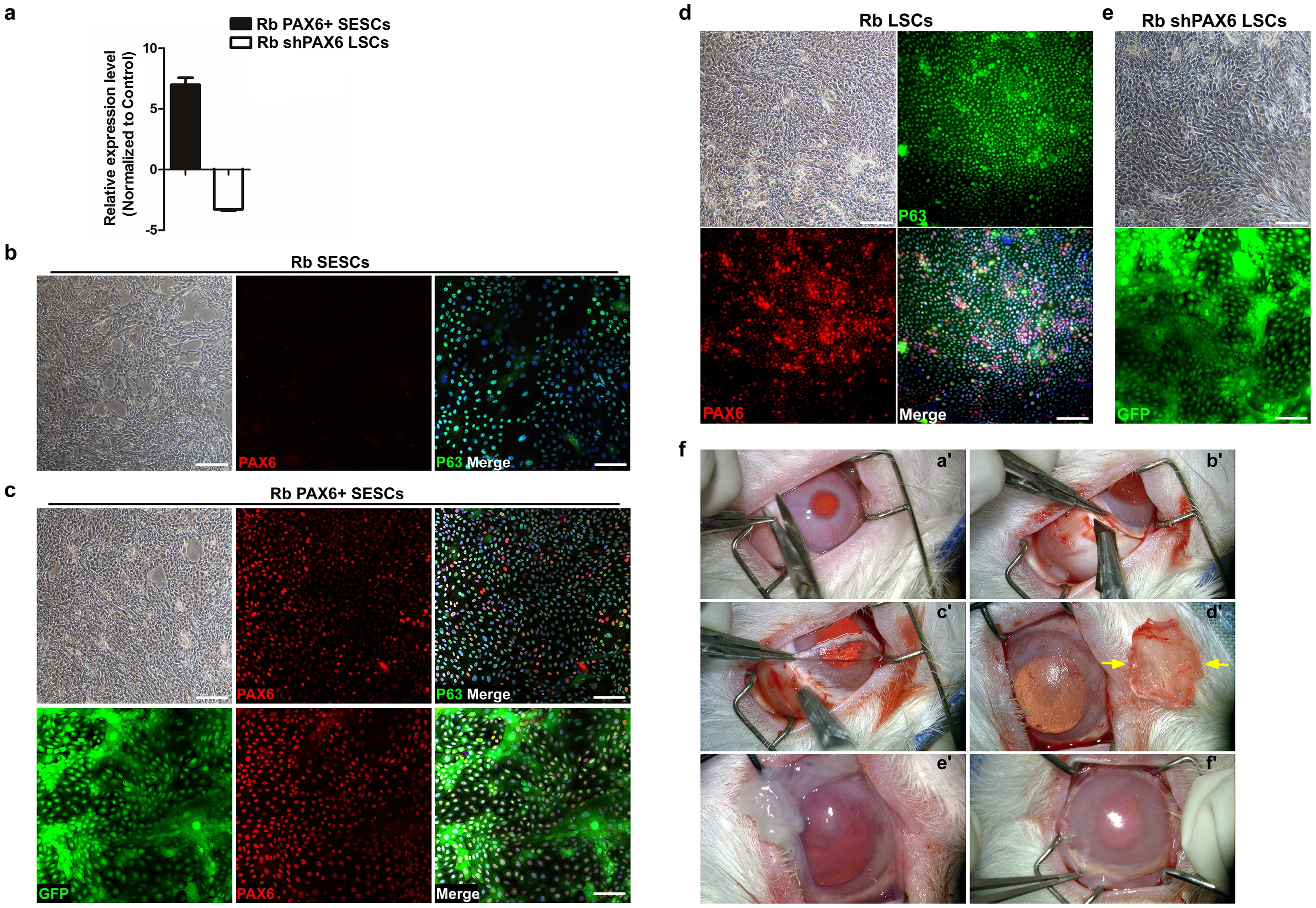 Extended Data Figure 7: Engineered expression of PAX6 and rabbit LSC deficiency model.