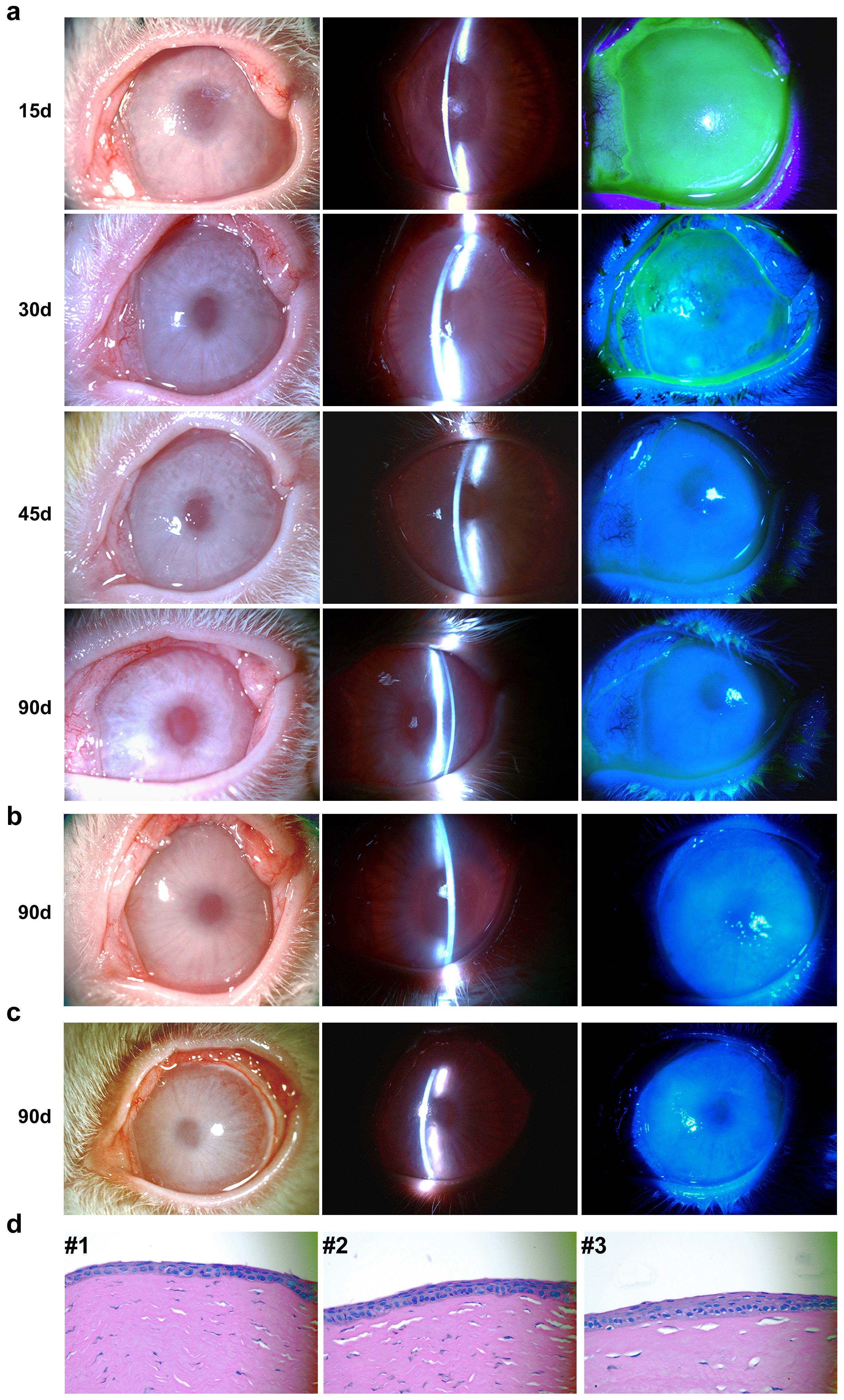 Extended Data Figure 8: Cornea epithelium regeneration and repair by transplanted GFP-labelled PAX6+ SESCs in a rabbit LSC deficiency model.