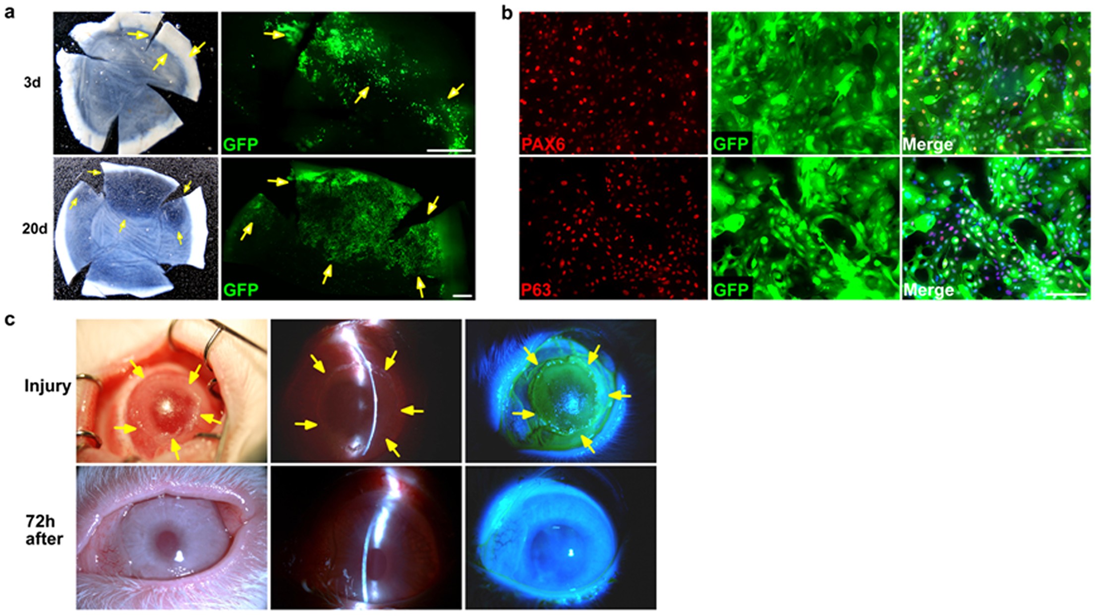 Extended Data Figure 9: Corneal epithelial regeneration by transplantation in a rabbit LSC deficiency model.