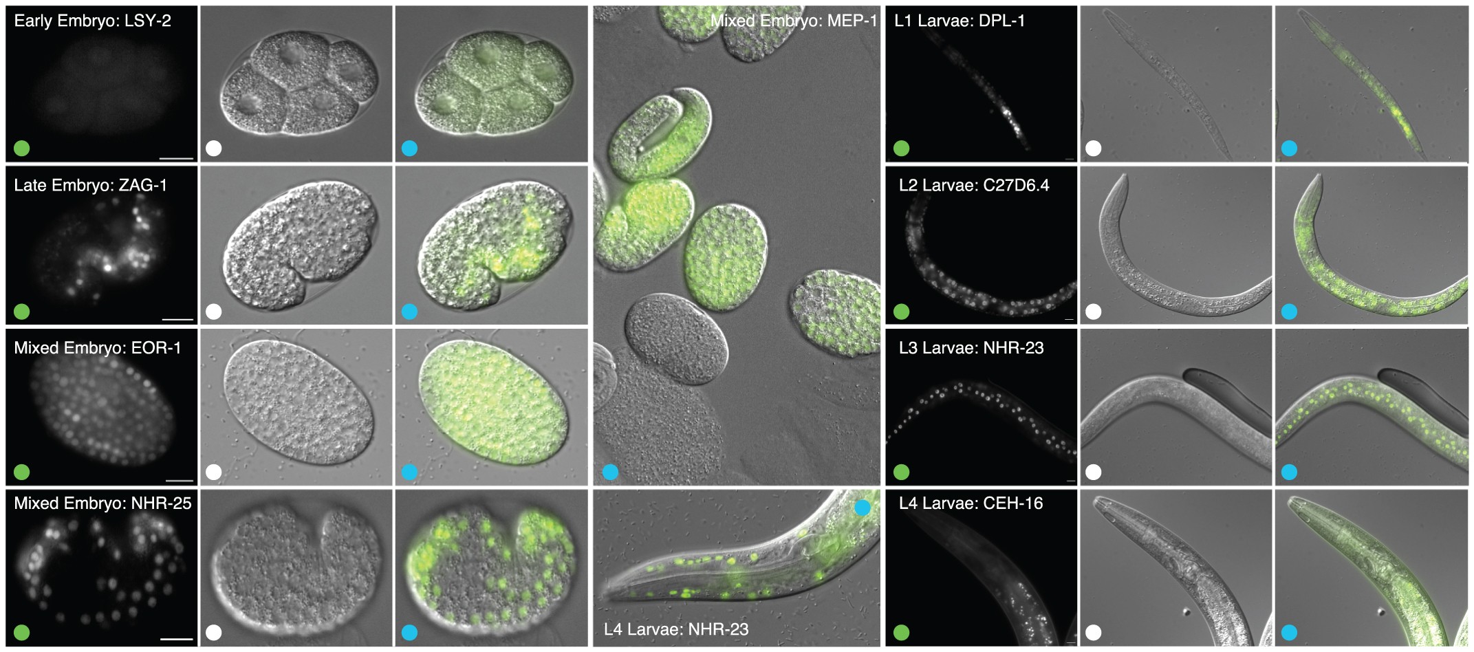 Extended Data Figure 9: Representative samples of staged, transgenic C. elegans embryos and larvae expressing GFP-tagged fusion proteins.