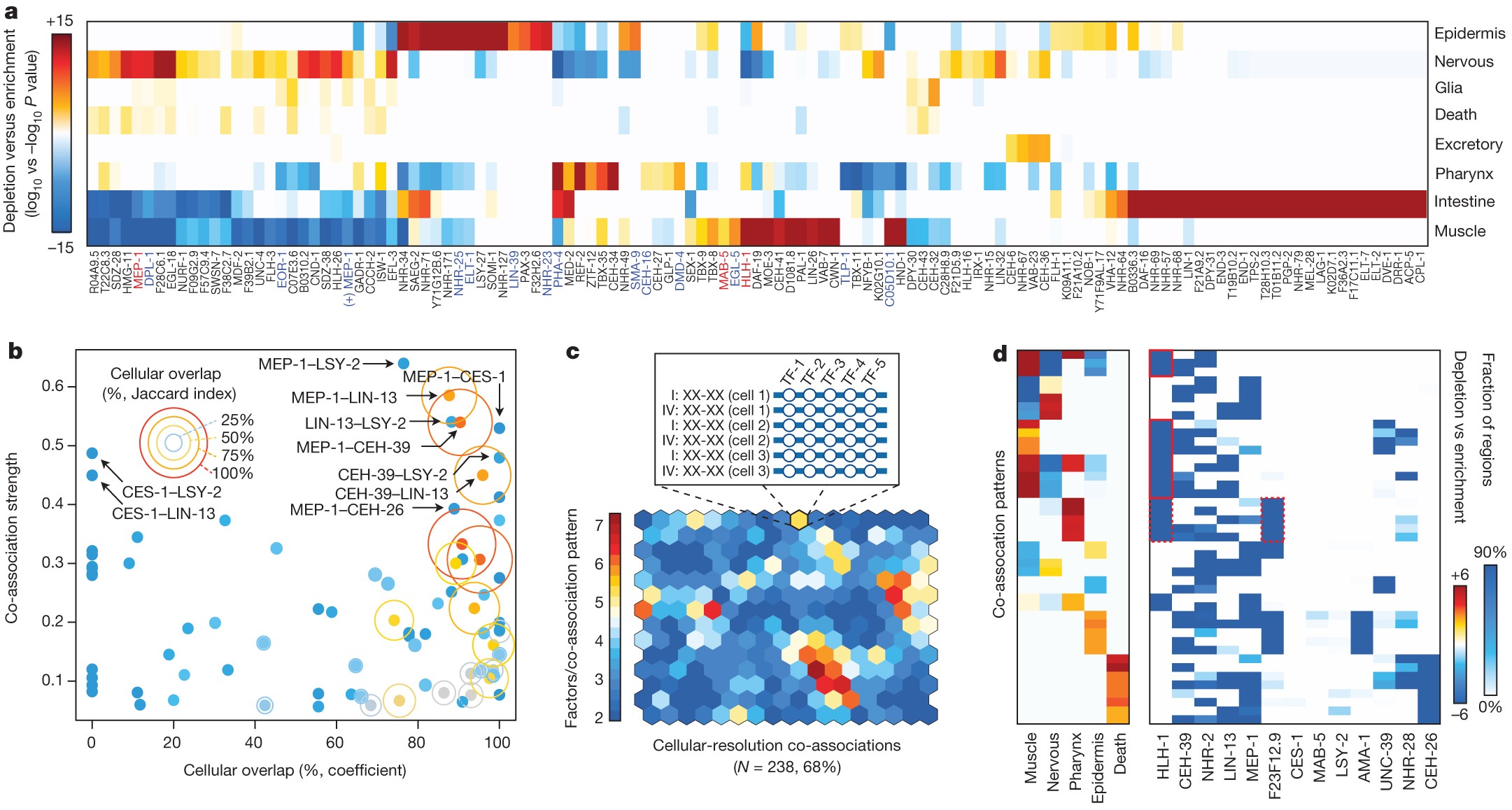 Figure 4: Cell-type and lineage resolution of regulator activity and transcription factor co-associations.