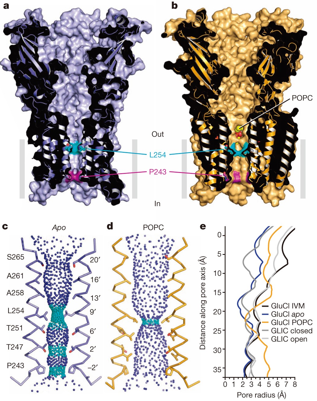 X-ray structures of GluCl in apo states reveal a gating mechanism of  Cys-loop receptors | Nature