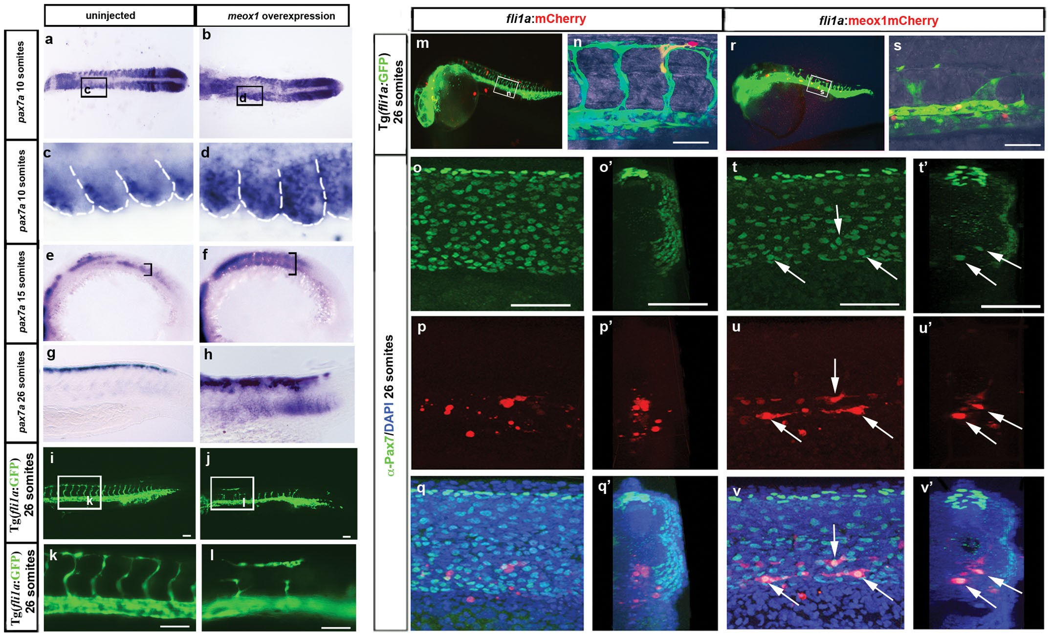 Extended Data Figure 7