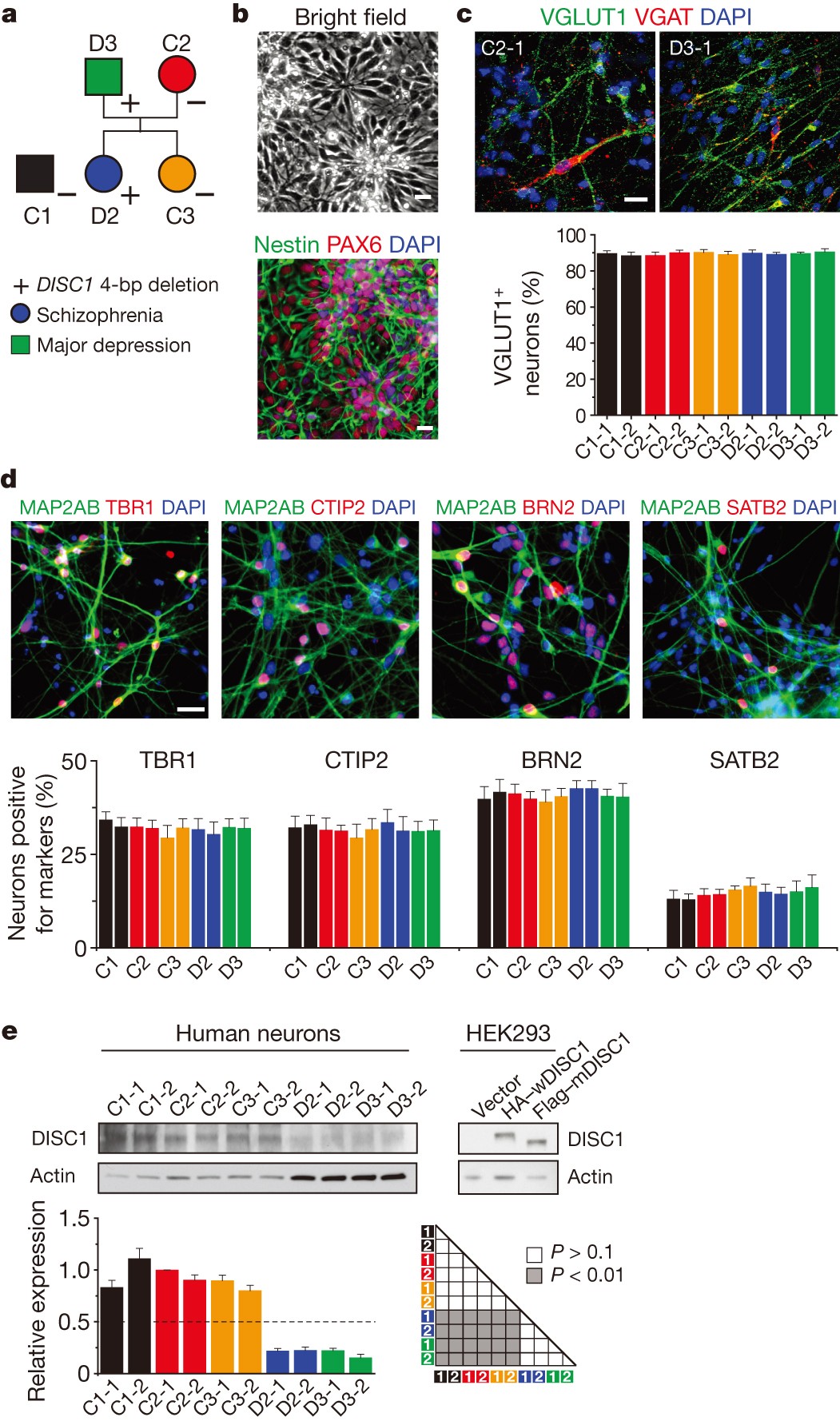 Synaptic dysregulation in a human iPS cell model of mental disorders |  Nature
