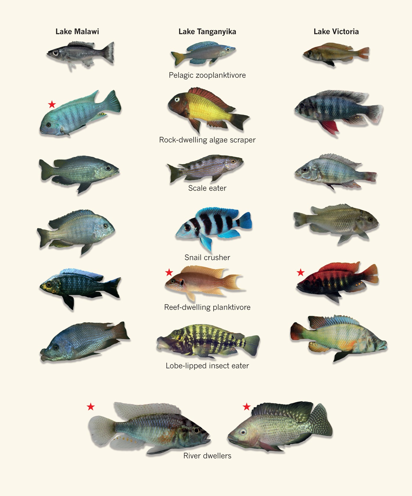 Типы рыб названия. Рыбки африканские цихлиды. Цихлиды аквариумные рыбки с названием. Рыбки аквариумные цихлиды Танганьики. Цихлиды африканские аквариумные.