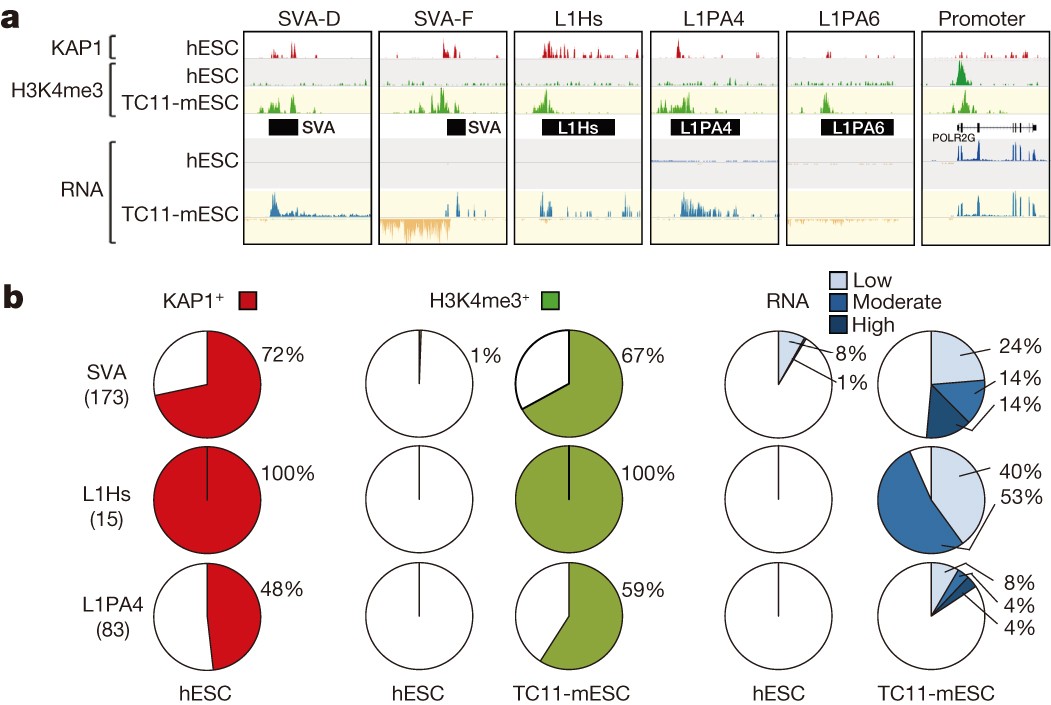 An evolutionary arms race between KRAB zinc-finger genes ZNF91/93 and | Nature