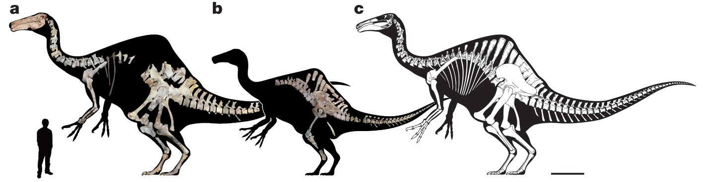 Resolving the long-standing enigmas of a giant ornithomimosaur Deinocheirus  mirificus