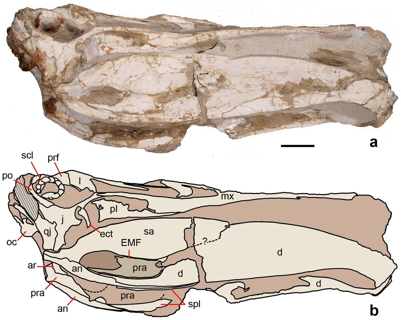 Extended Data Figure 1