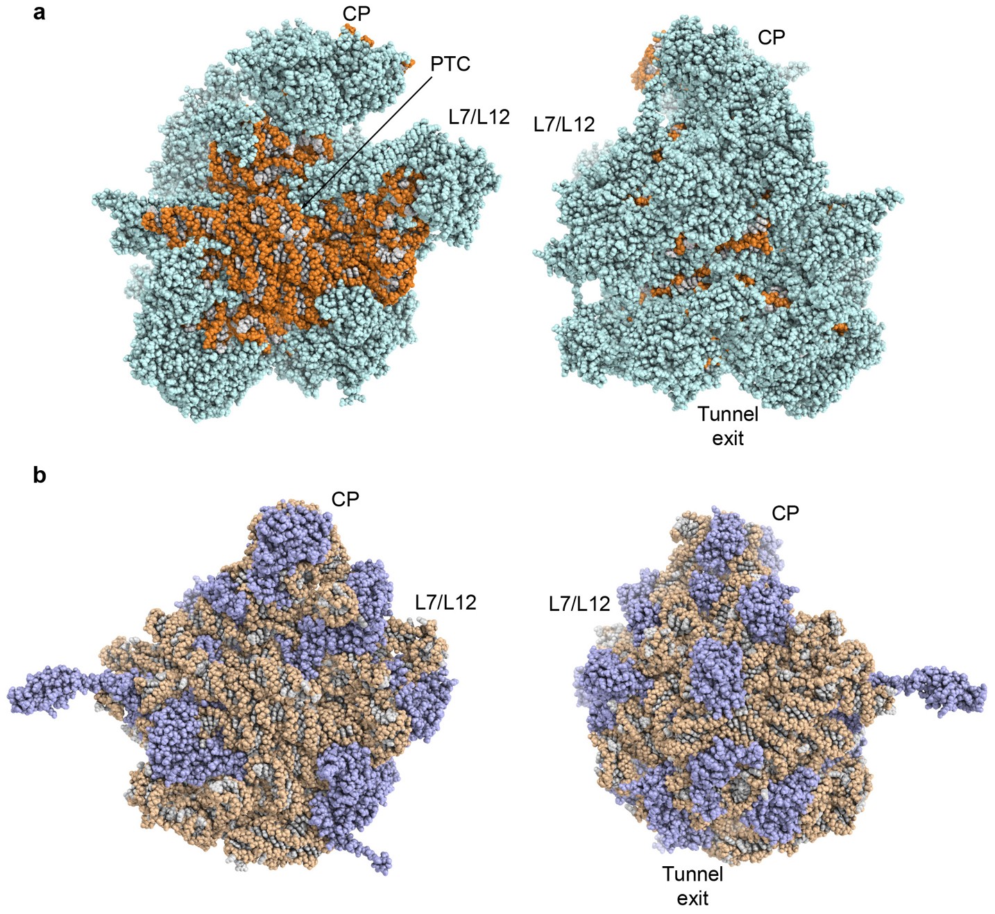 Extended Data Figure 6: Overall distribution of rRNA and proteins in the mitochondrial 39S subunit and the bacterial 50S subunit.