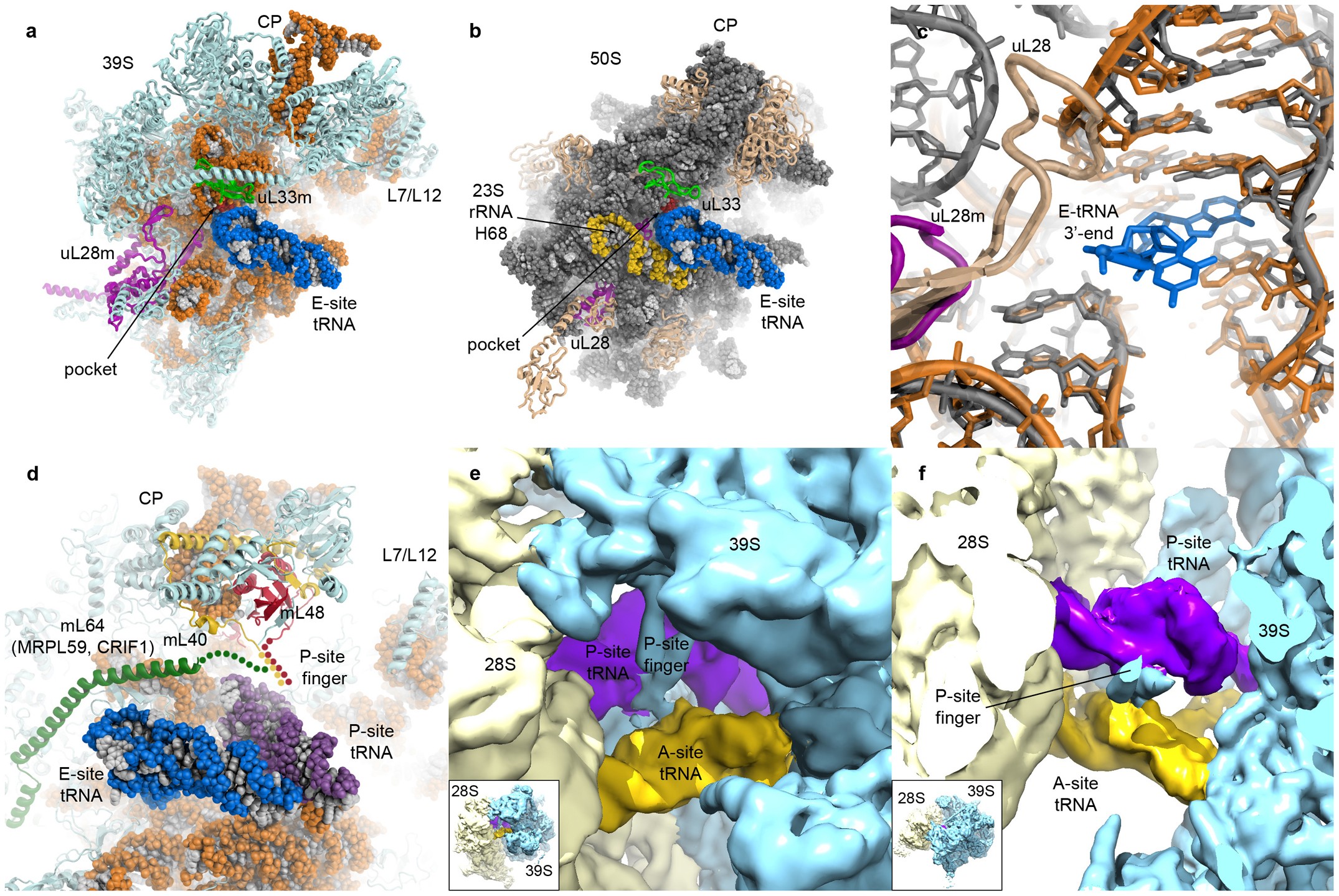 Extended Data Figure 7: The E-site and the P-site finger of the 39S subunit.