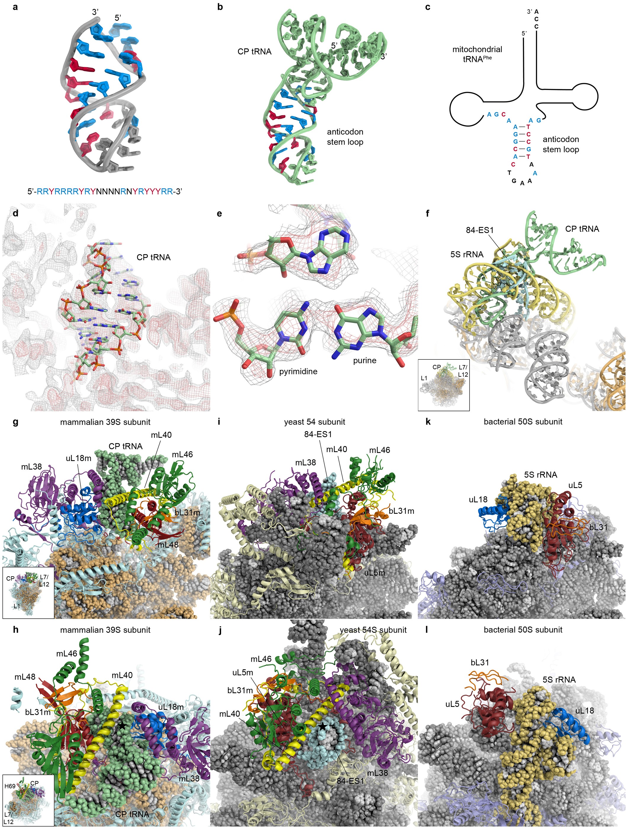 Extended Data Figure 8: The architecture of the mammalian and yeast mitoribosomal central protuberances.