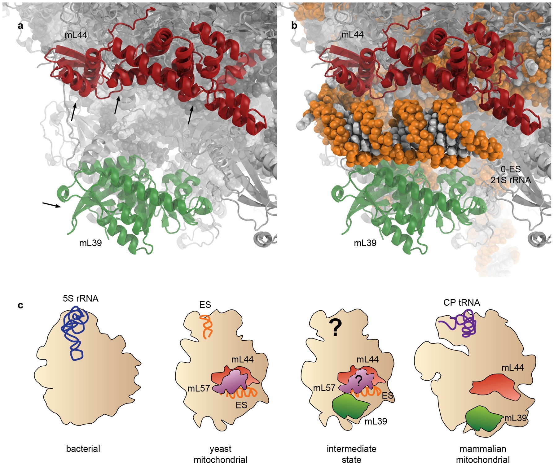 Extended Data Figure 9: Evolution of RNA binding mitochondrial ribosomal proteins.