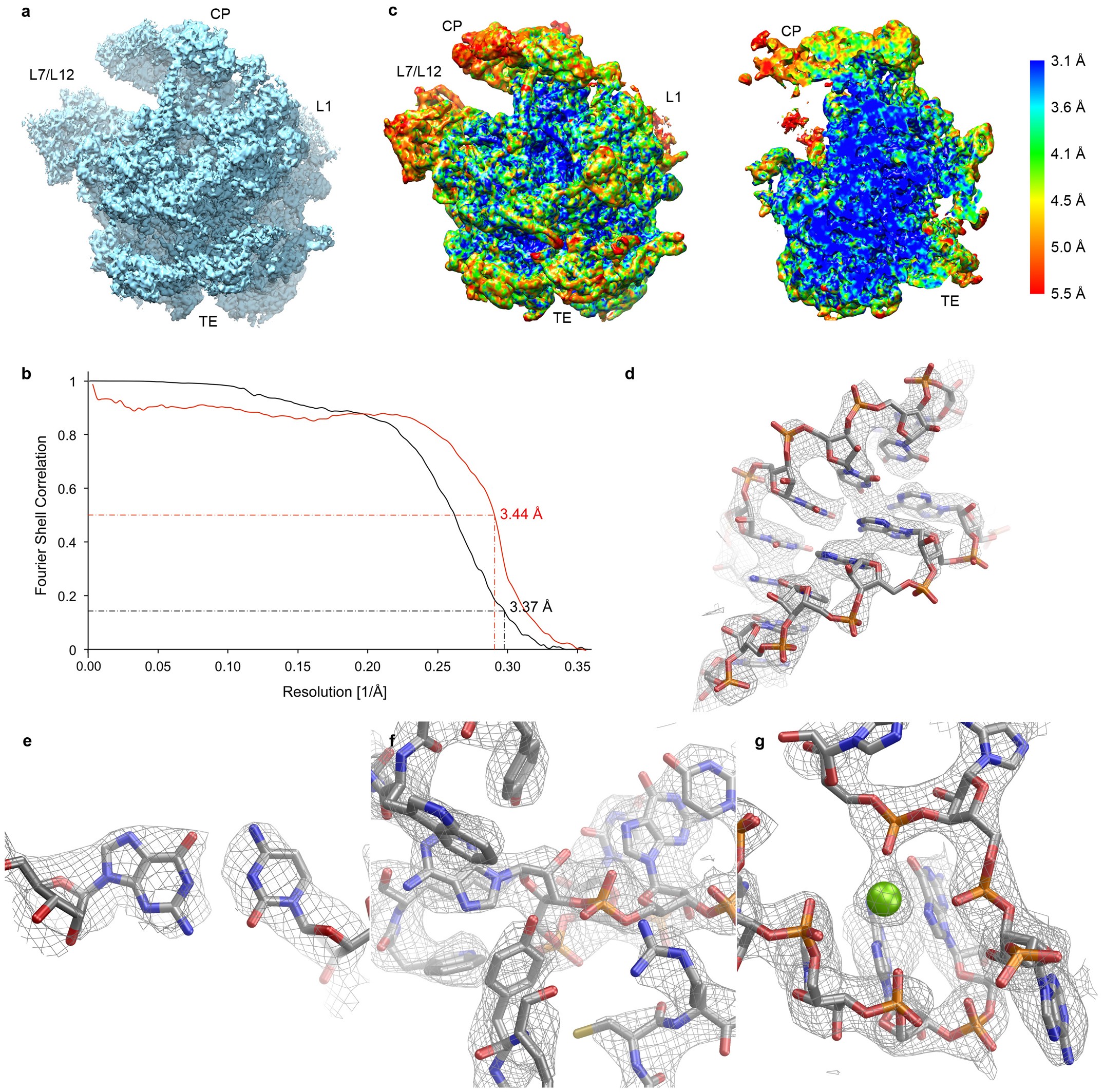 Extended Data Figure 2: The cryo-EM map of the 39S subunit within the 55S mitoribosome.