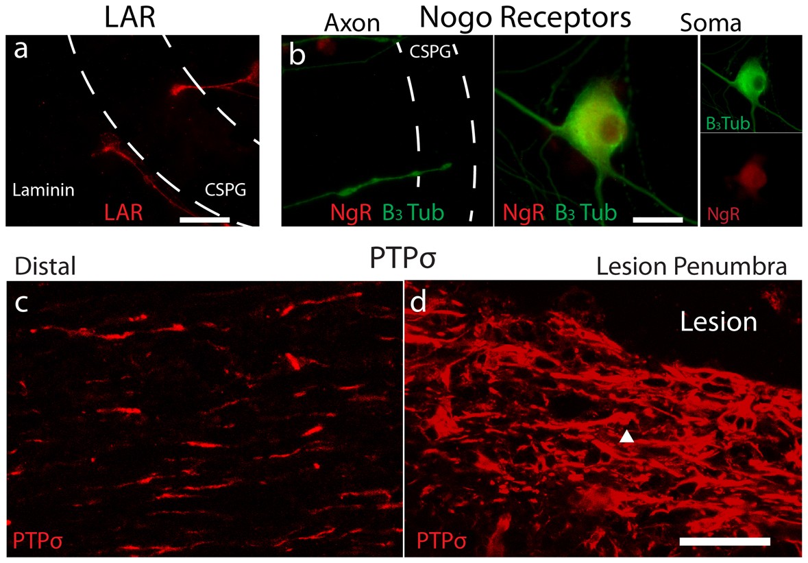 Extended Data Figure 1: CSPG receptors LAR and NgR in vitro and PTPσ in vivo.