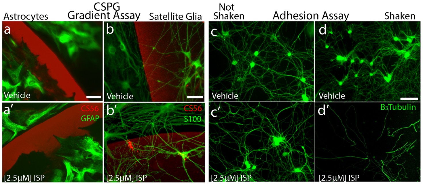 Extended Data Figure 3: Astrocyte and satellite cell response to ISP and the adhesion assay.