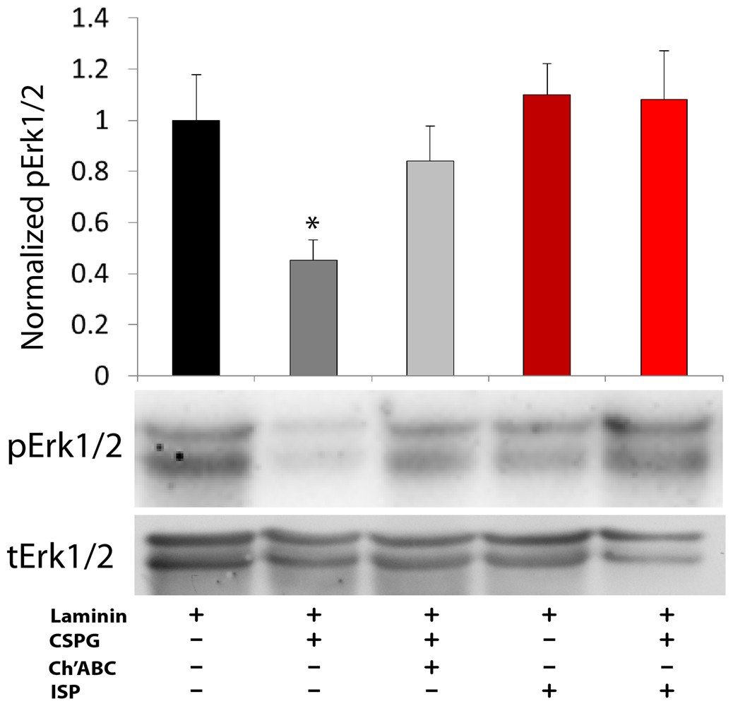 Extended Data Figure 4: CSPG and ISP regulation of Erk1/2.