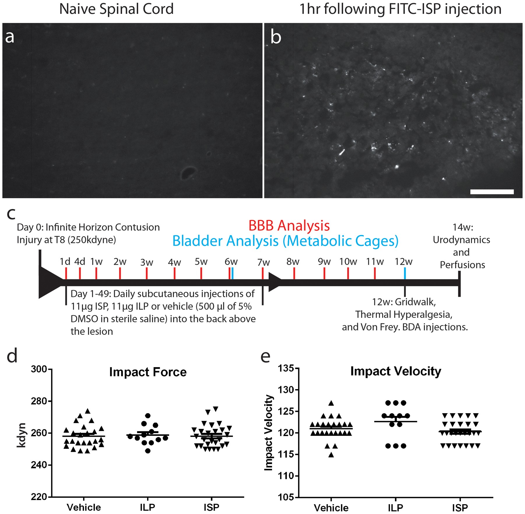 Extended Data Figure 5: FITC-ISP in vivo and infinite horizon impaction.