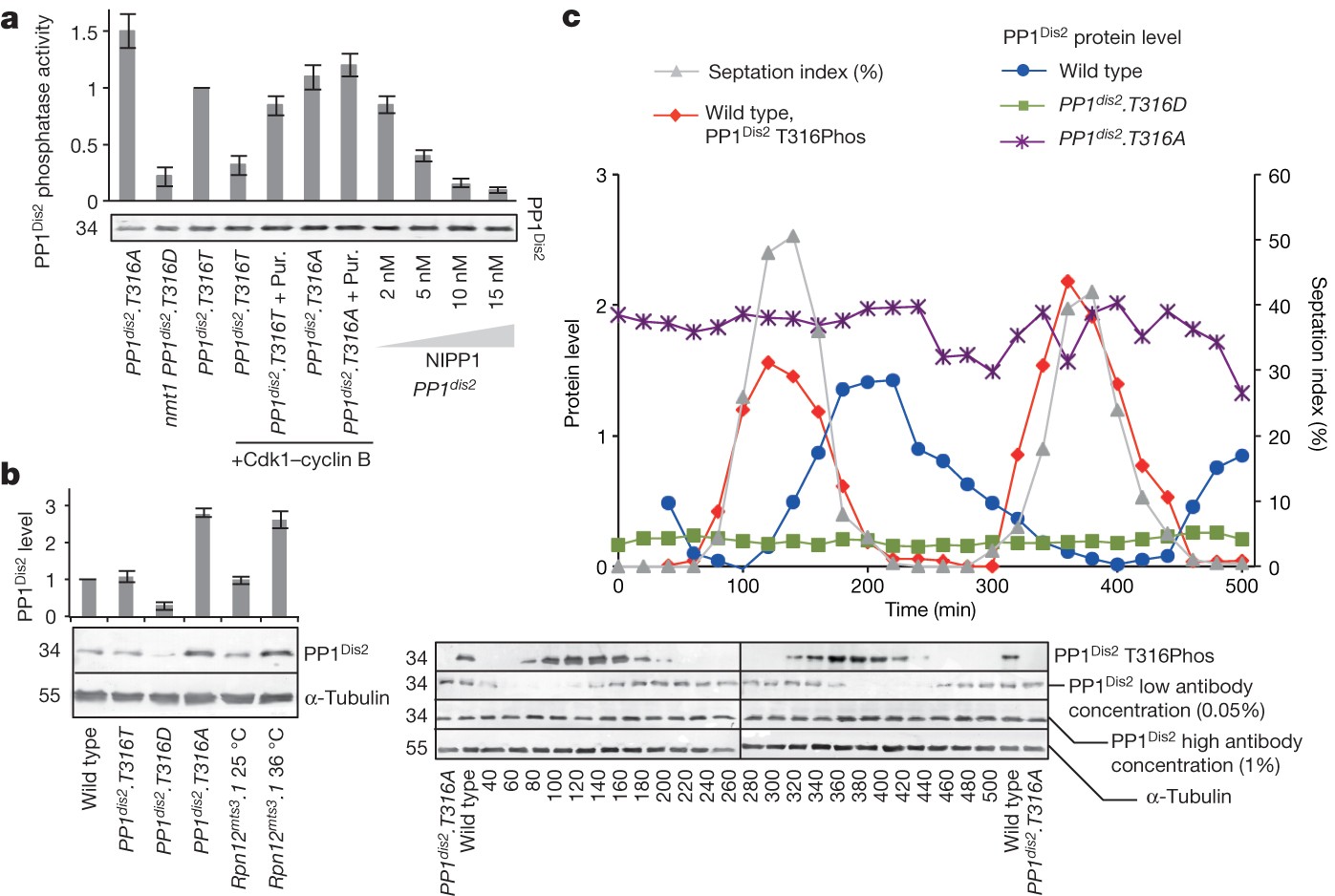 A Pp1 Pp2a Phosphatase Relay Controls Mitotic Progression Nature