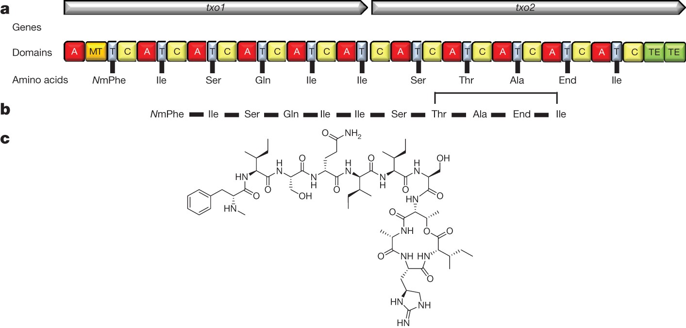 bpc-157 what is it synthetic peptide gastric juice Body Protecting Compound 157 (BPC-157 ): Overview, Potential Benefits, and  Safety