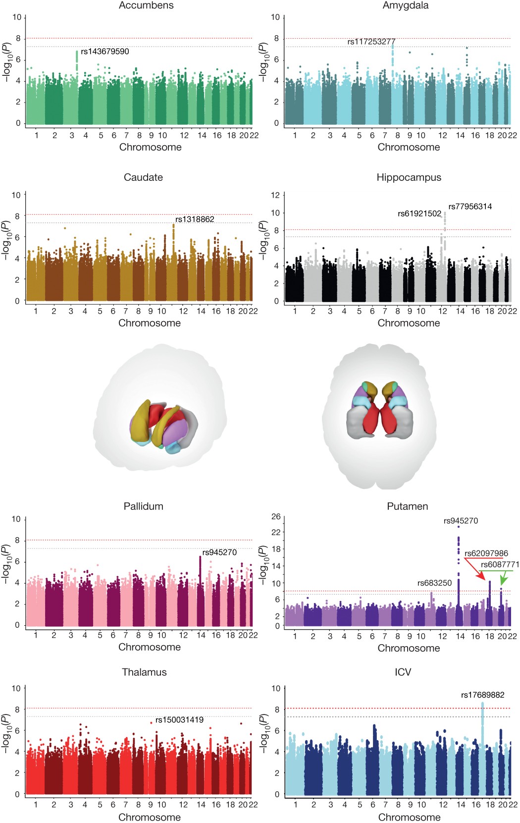 Common genetic variants influence human subcortical brain structures |  Nature