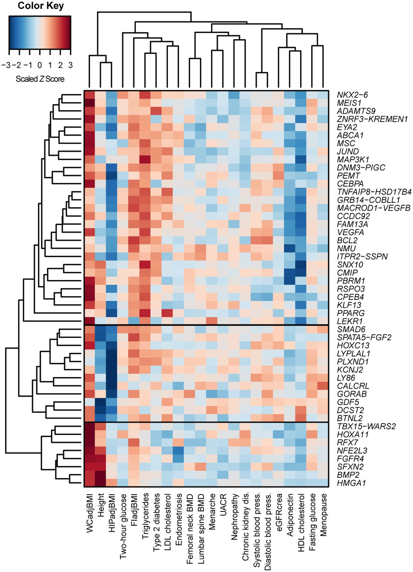 Extended Data Figure 4: Heat map of unsupervised hierarchical clustering of the effects of 49 WHRadjBMI SNPs on 22 anthropometric and metabolic traits and diseases.