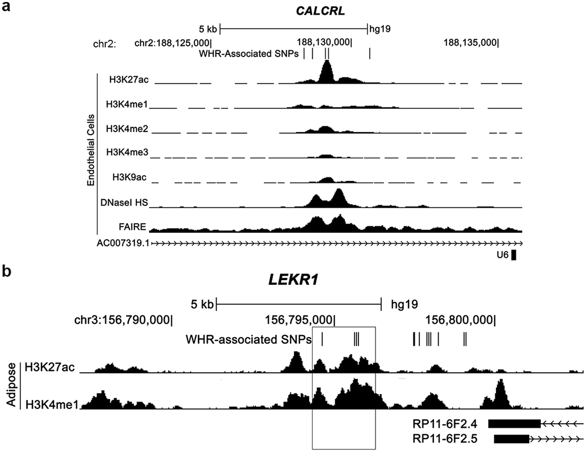 Extended Data Figure 5: Regulatory element overlap with WHRadjBMI-associated loci.