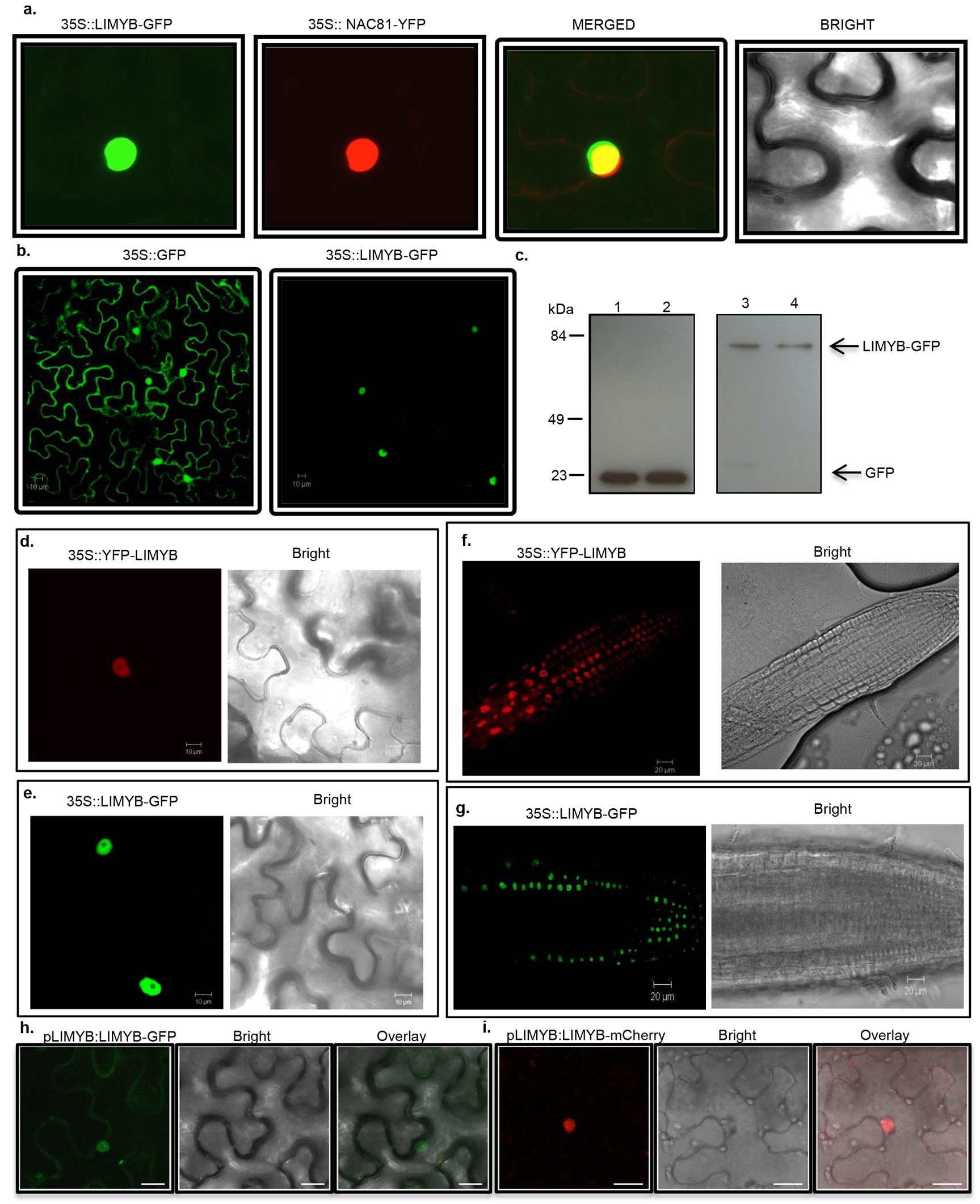 Extended Data Figure 7
