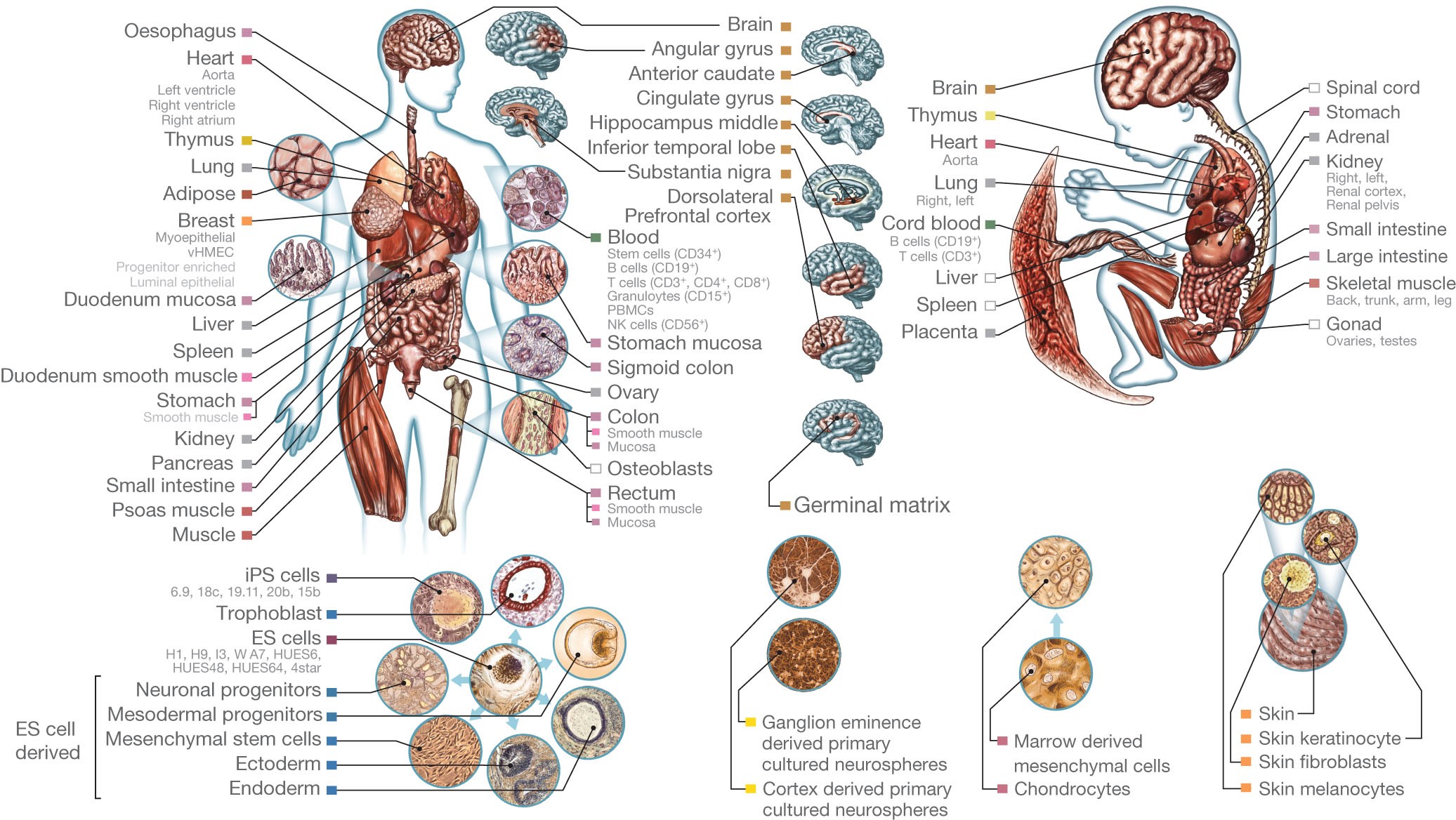 Integrative analysis of 111 reference human epigenomes