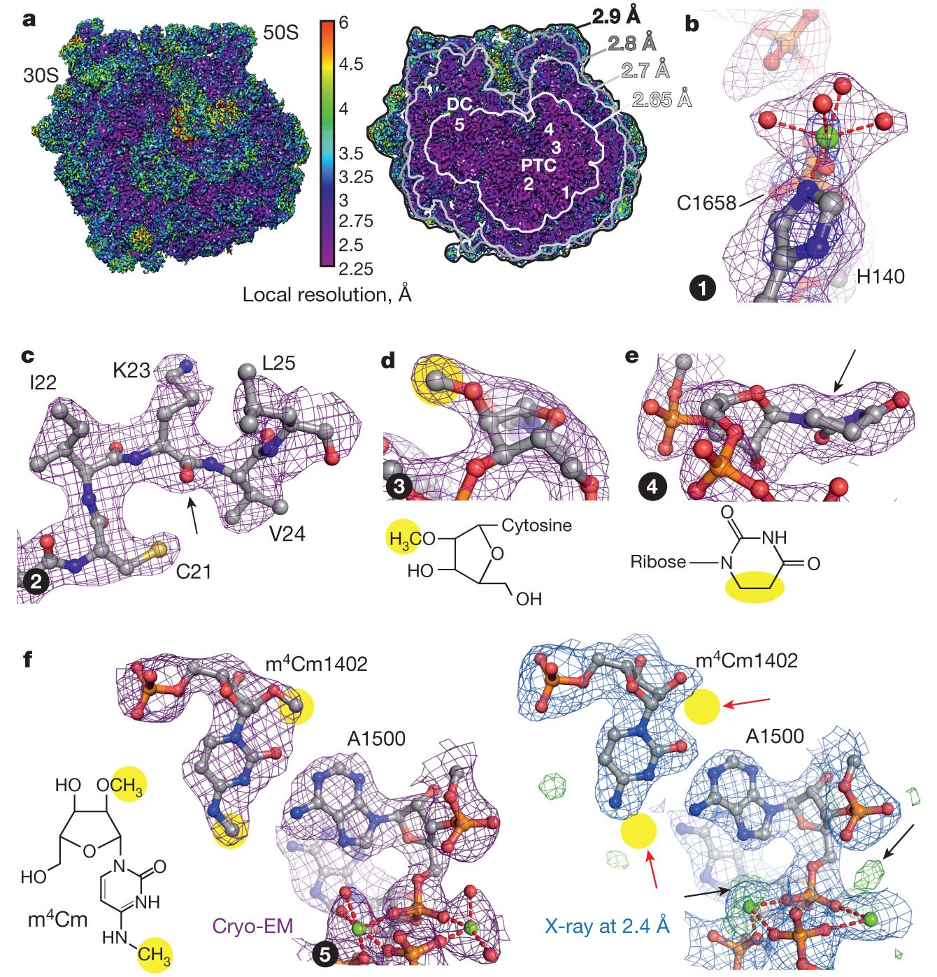 Structure Of The E Coli Ribosome Ef Tu Complex At 3 A Resolution By Cs Corrected Cryo Em Nature