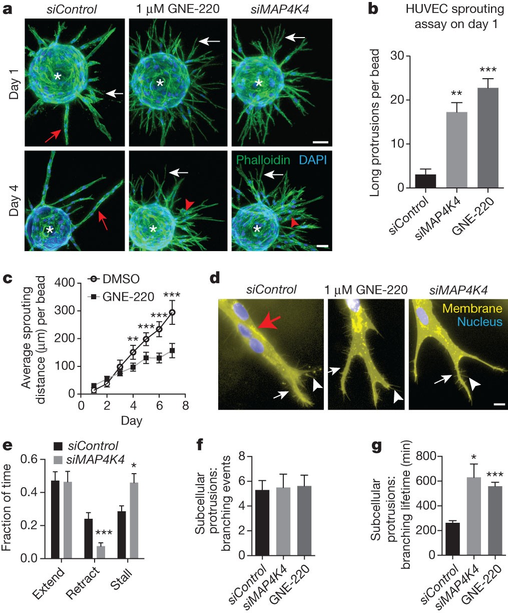 Map4k4 Regulates Integrin Ferm Binding To Control Endothelial Cell Motility Nature