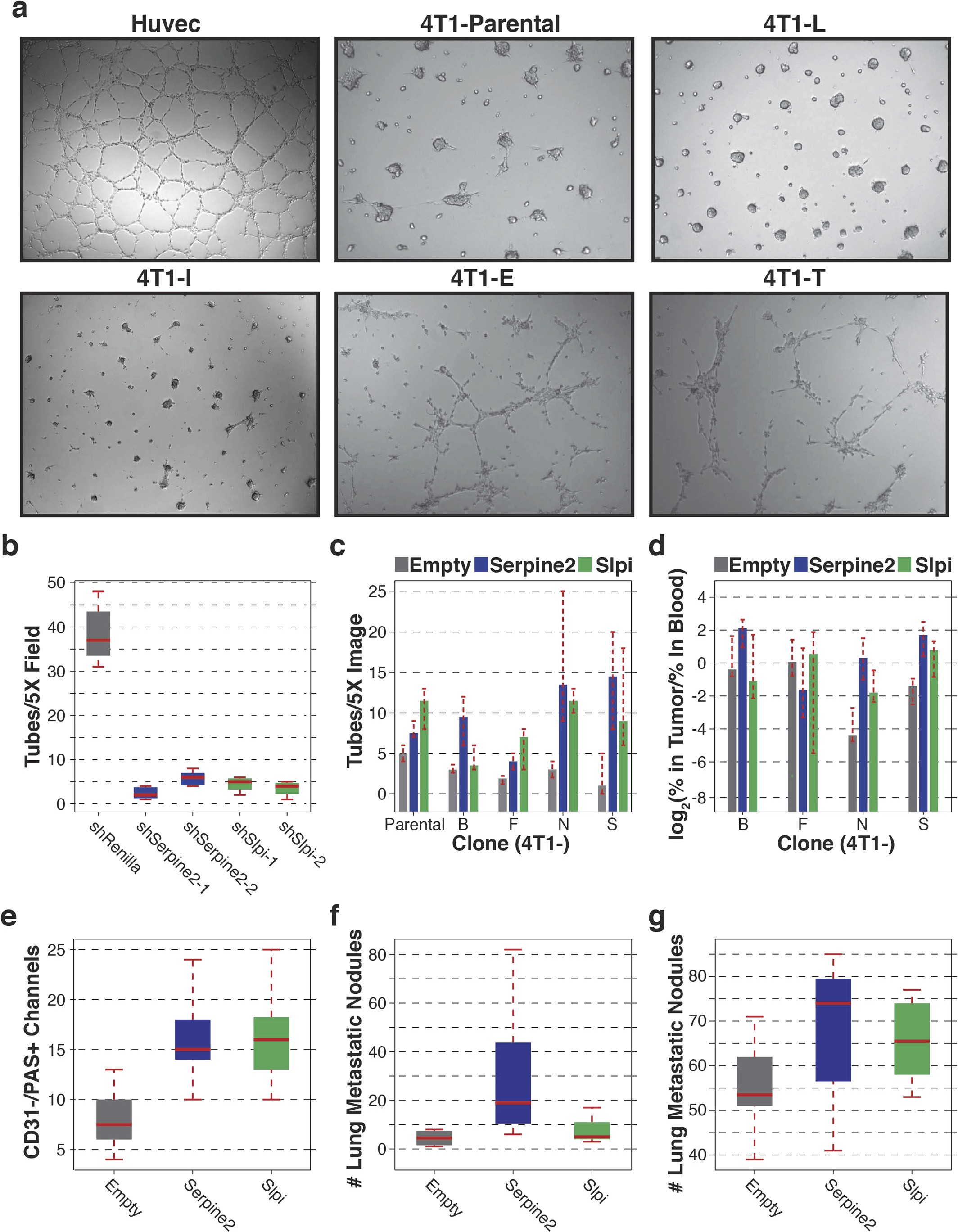 Extended Data Figure 7: Overexpression of Serpine2 and Slpi in parental 4T1 and clonal cell lines.
