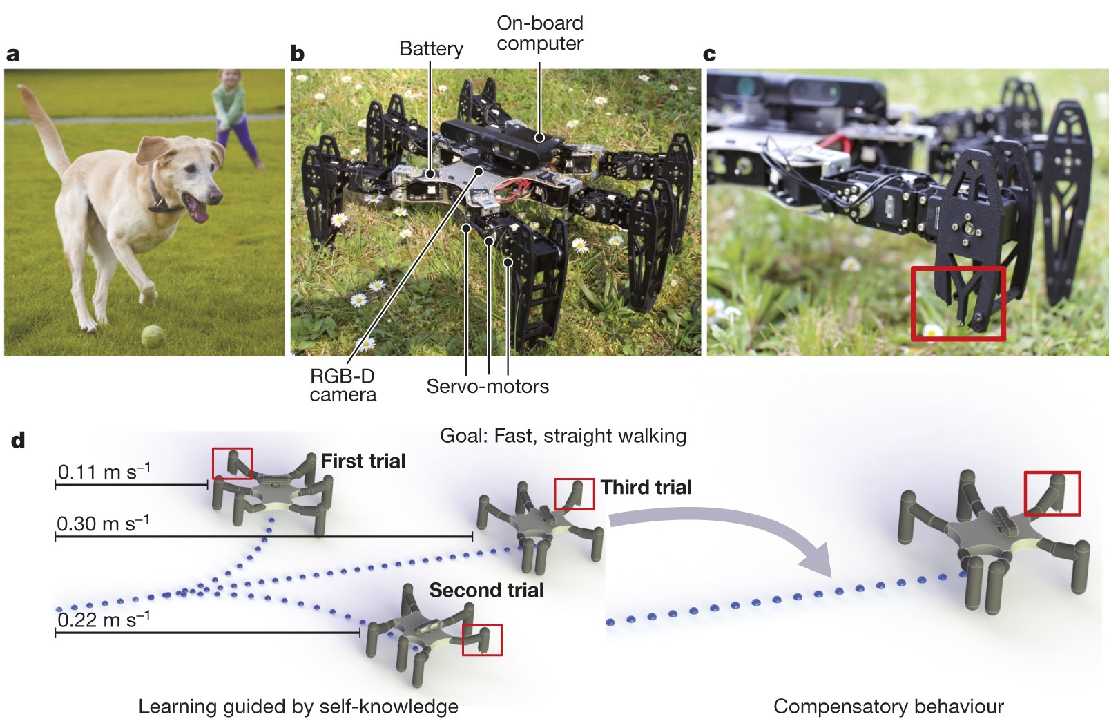 Robots that can adapt like animals | Nature