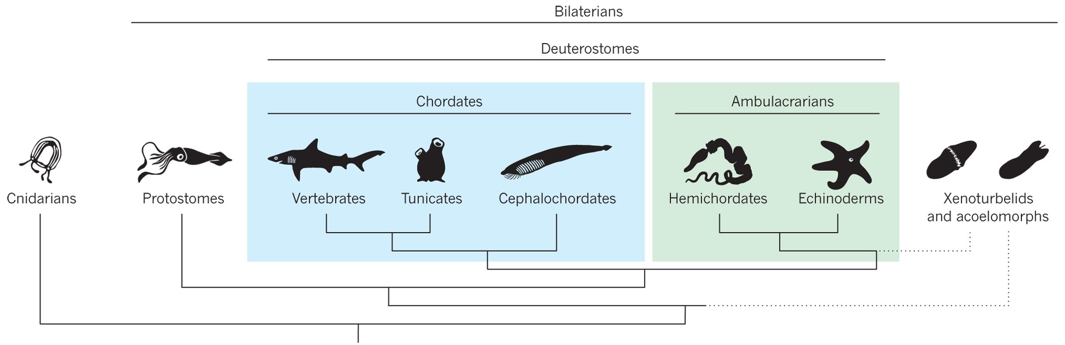 The Deuterostome Context Of Chordate Origins | Nature
