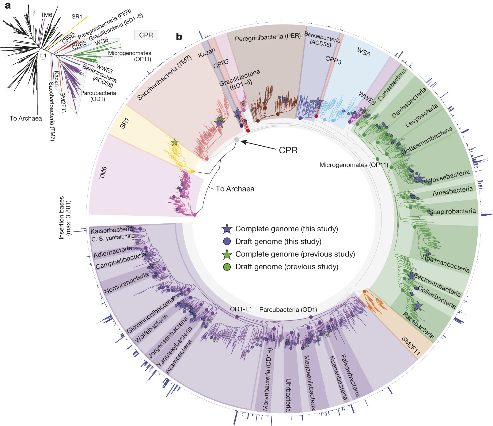 Unusual biology across a group comprising more than 15% of domain Bacteria Nature