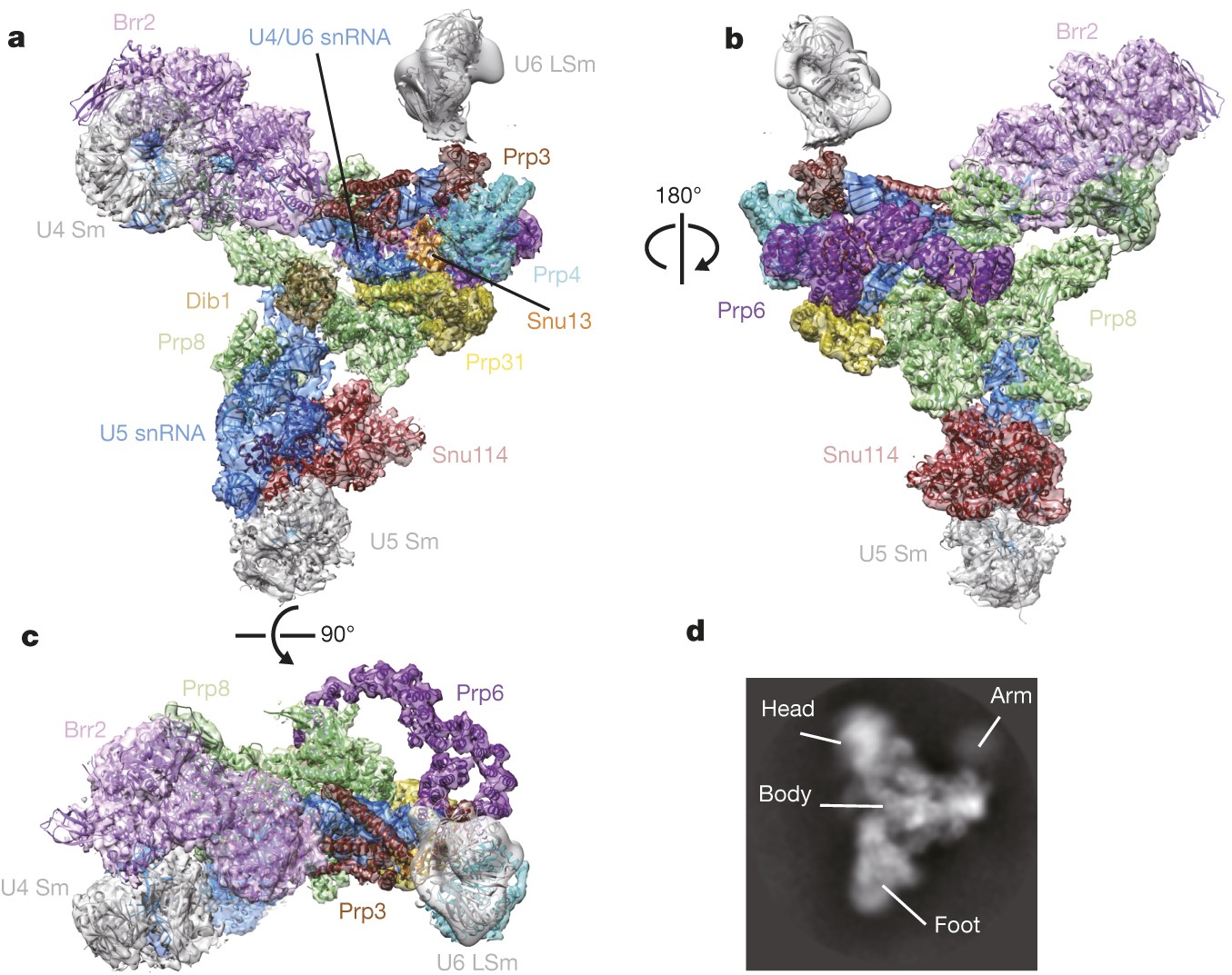 The architecture of the spliceosomal U4/U6.U5 tri-snRNP