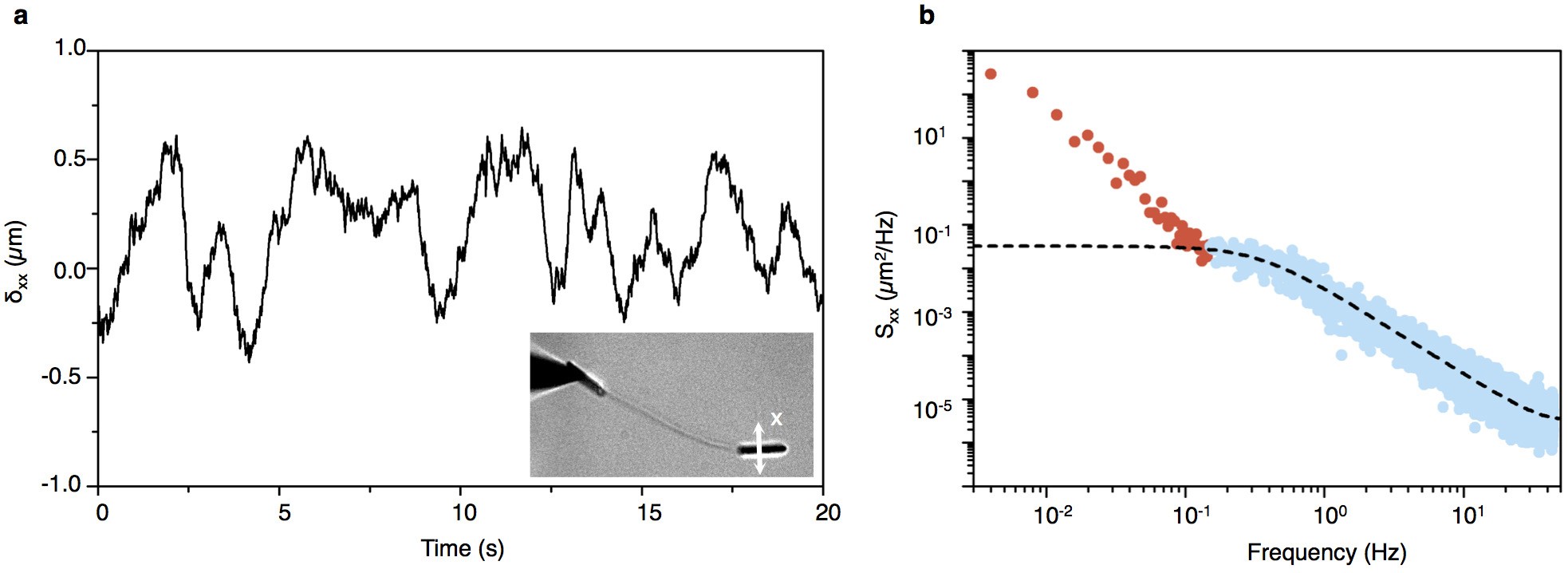Extended Data Figure 3: Thermal motion of graphene cantilever gold pads.