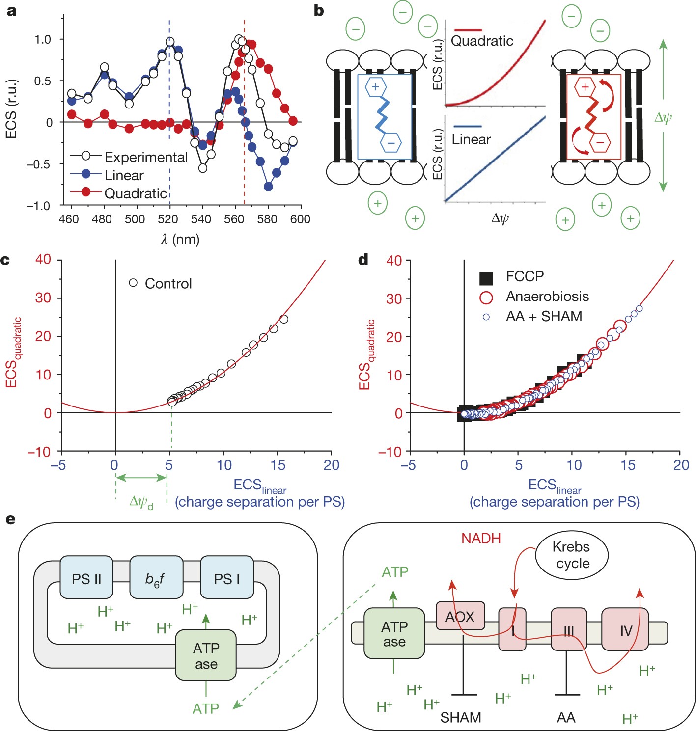 Energetic Coupling Between Plastids And Mitochondria Drives Co2 Assimilation In Diatoms Nature Energetic Coupling Between Plastids And Mitochondria Drives Co2 Assimilation In Diatoms Nature