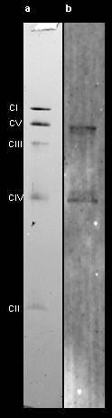 Extended Data Figure 5