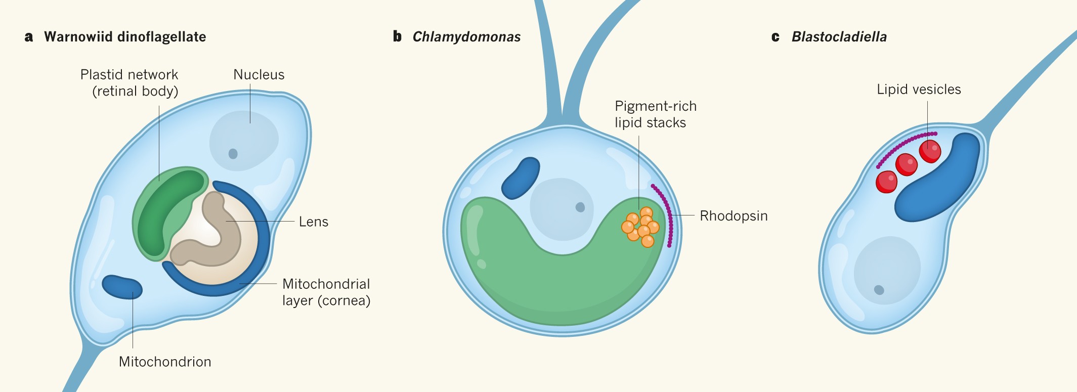 How to build a microbial eye | Nature, image size:2129x775