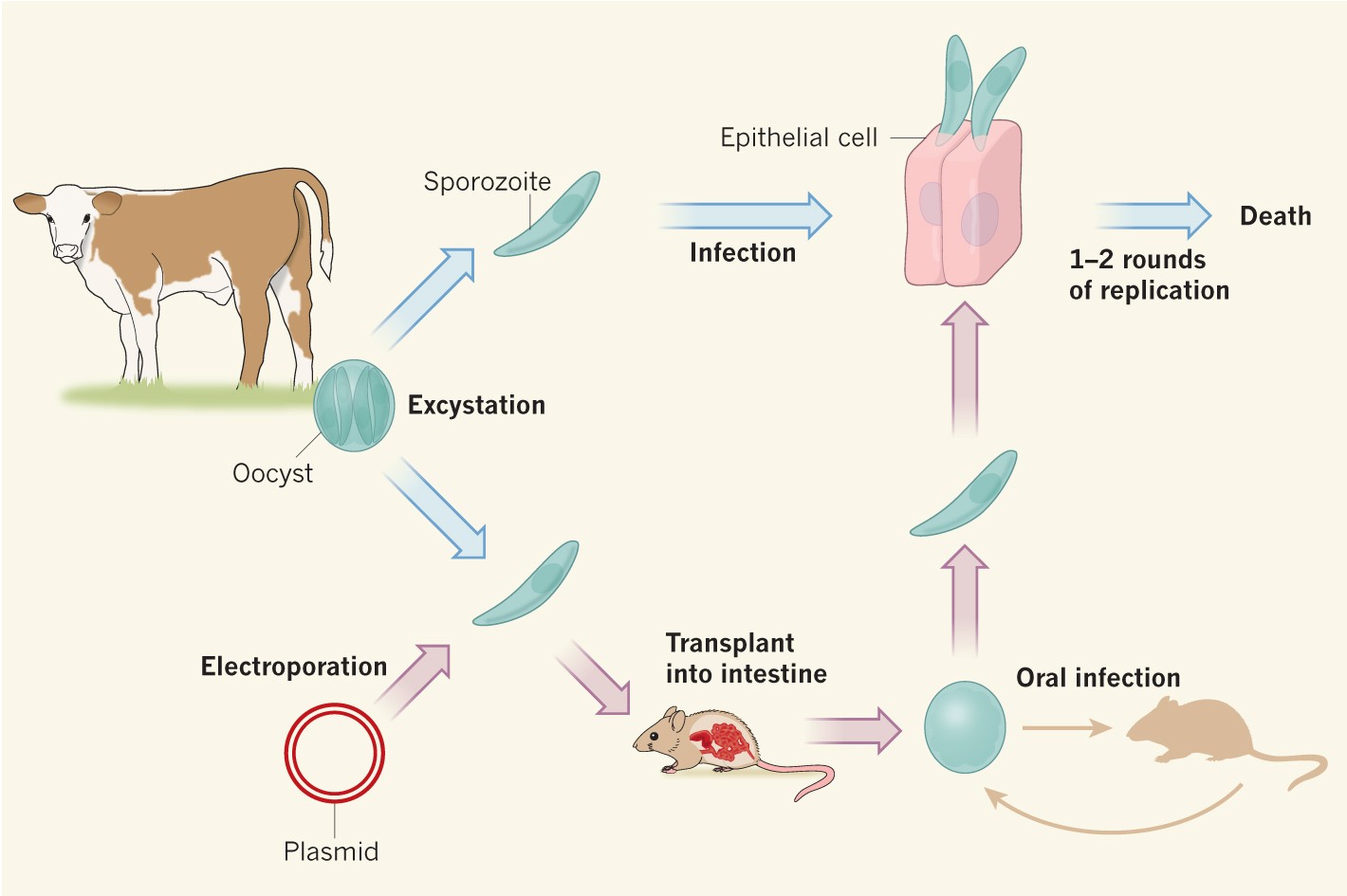 CRISPR for Cryptosporidium | Nature