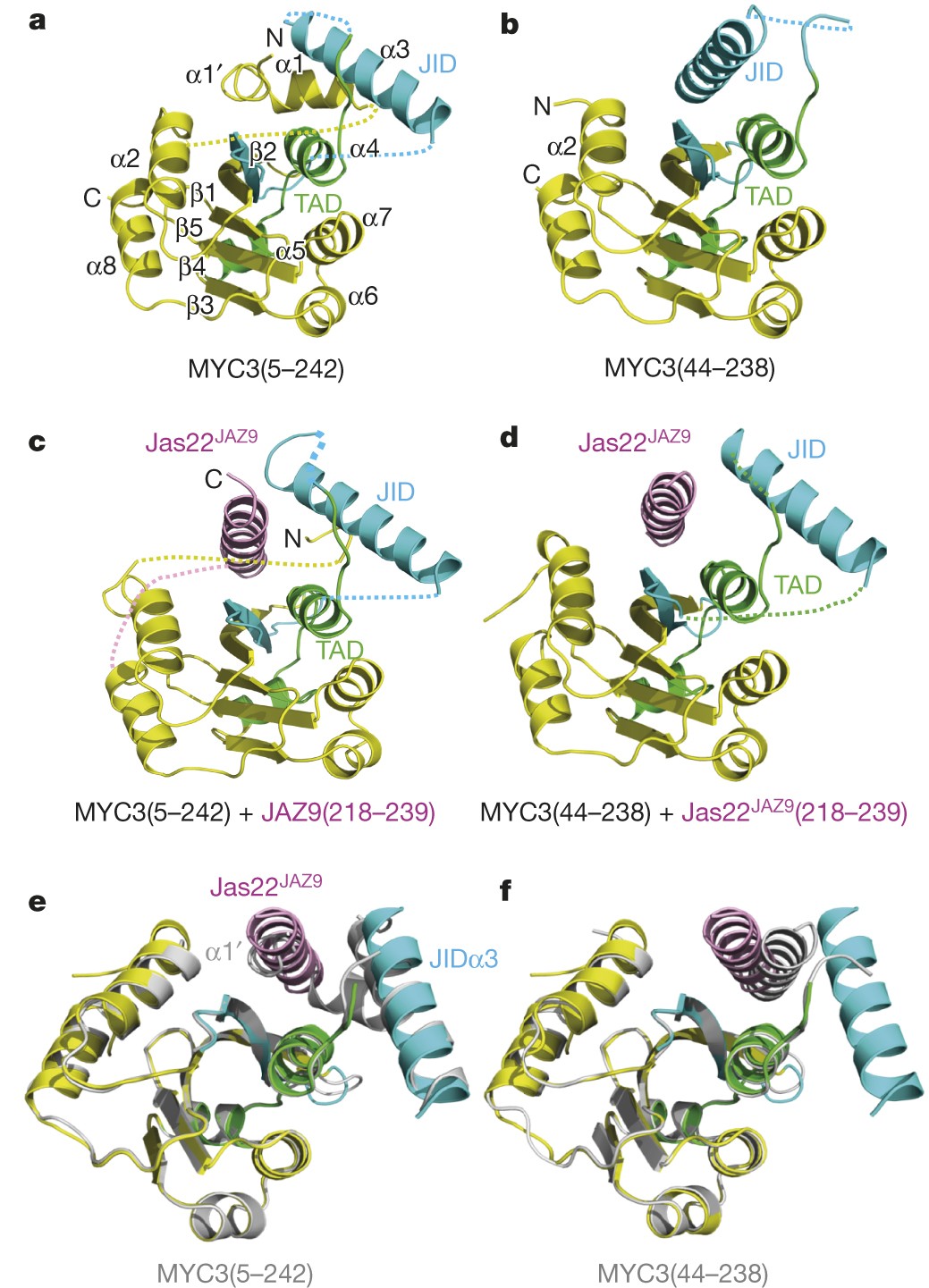 Structural Basis Of Jaz Repression Of Myc Transcription Factors In
