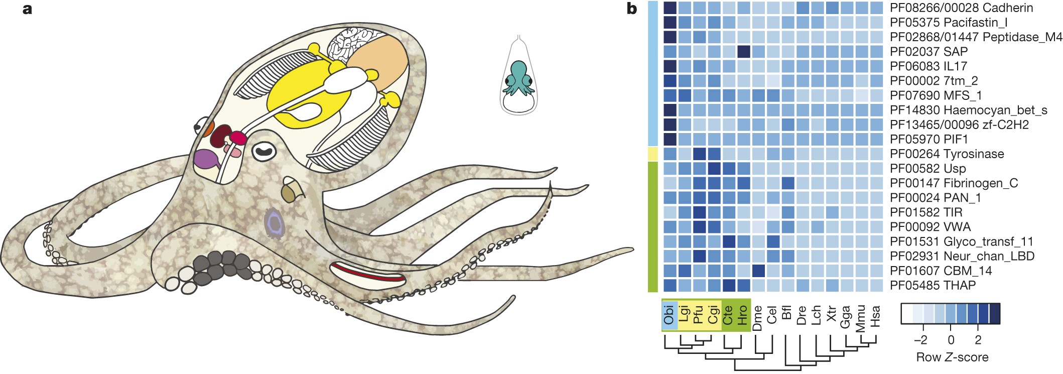 The octopus genome and the evolution of cephalopod neural and morphological  novelties | Nature