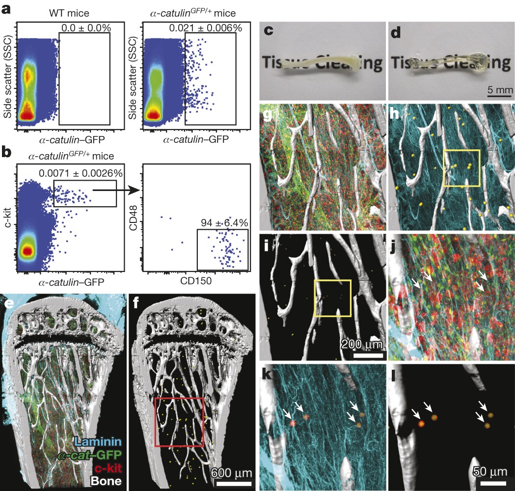 Premium AI Image  The Science of Bones