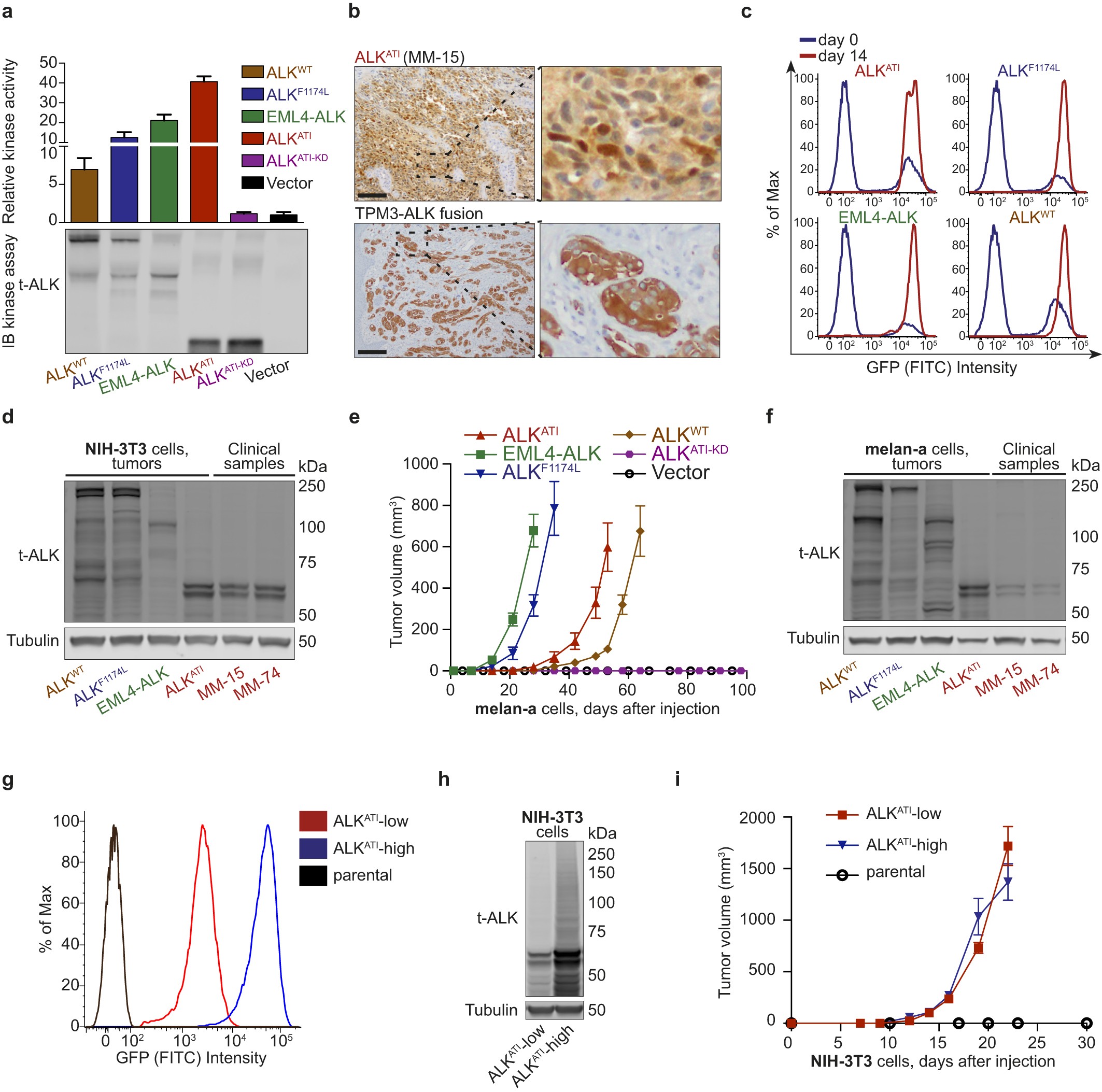 Extended Data Figure 7: ALKATI is active in vitro, shows nuclear and cytoplasmic localization by immunohistochemistry, and induces tumorigenesis.