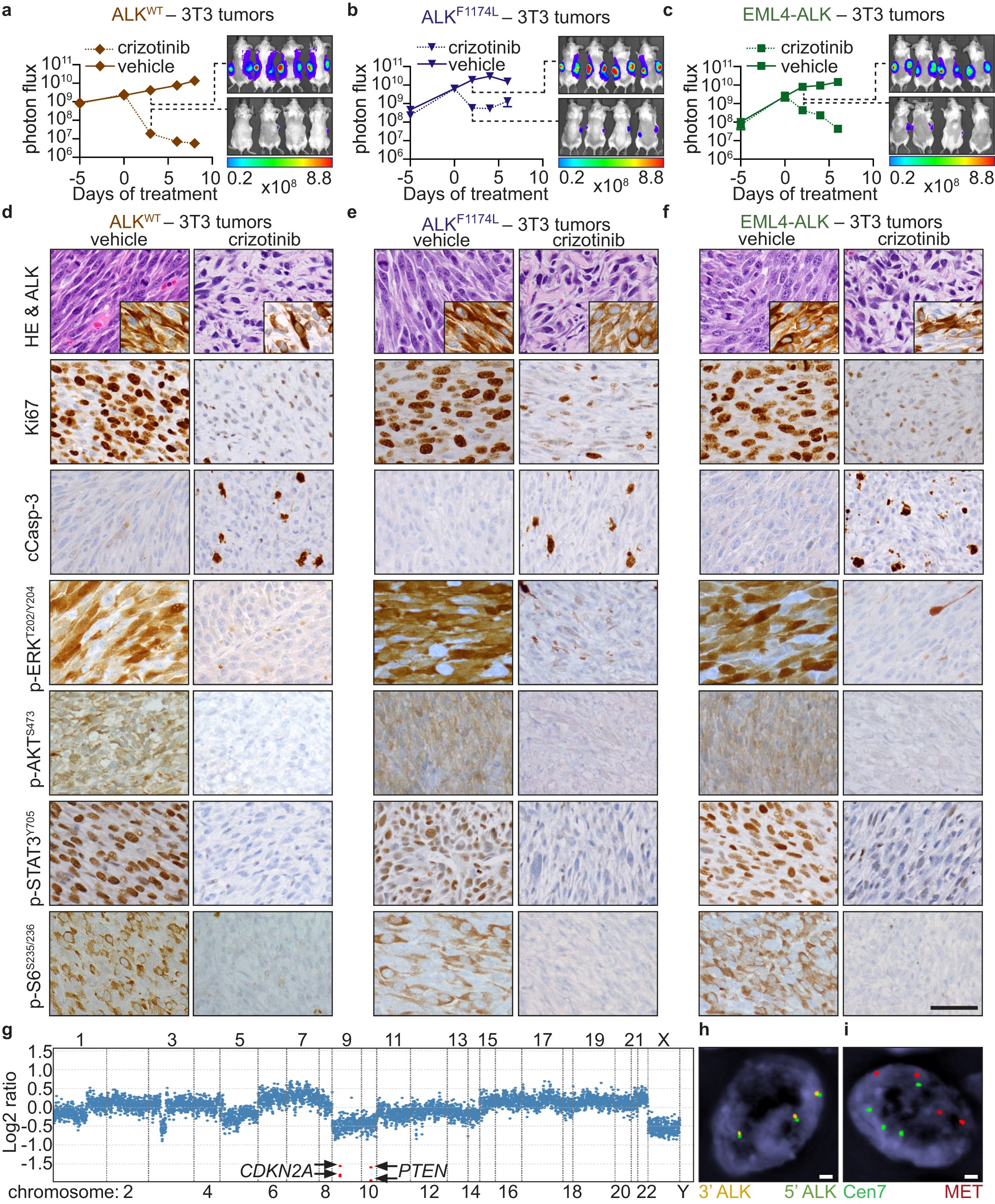 Extended Data Figure 9: Expression of wild-type ALK, ALKF1174L, and EML4–ALK confers sensitivity to the ALK inhibitor crizotinib in vivo.