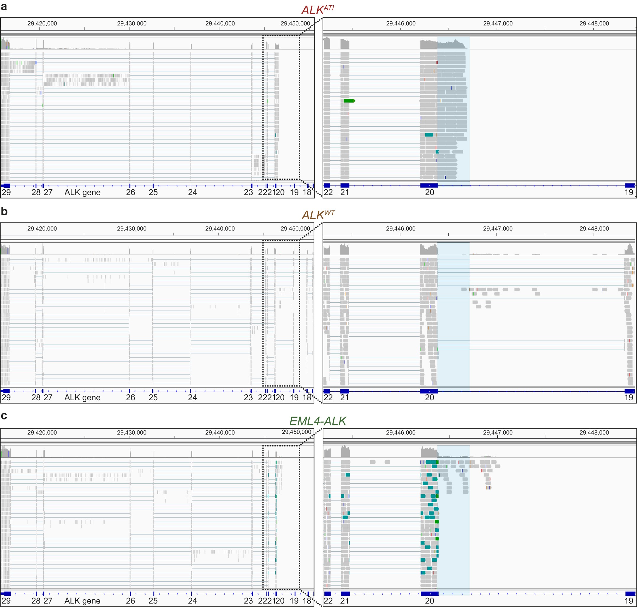 Extended Data Figure 1: Comparison of the RNA-seq profiles of various ALK transcripts.