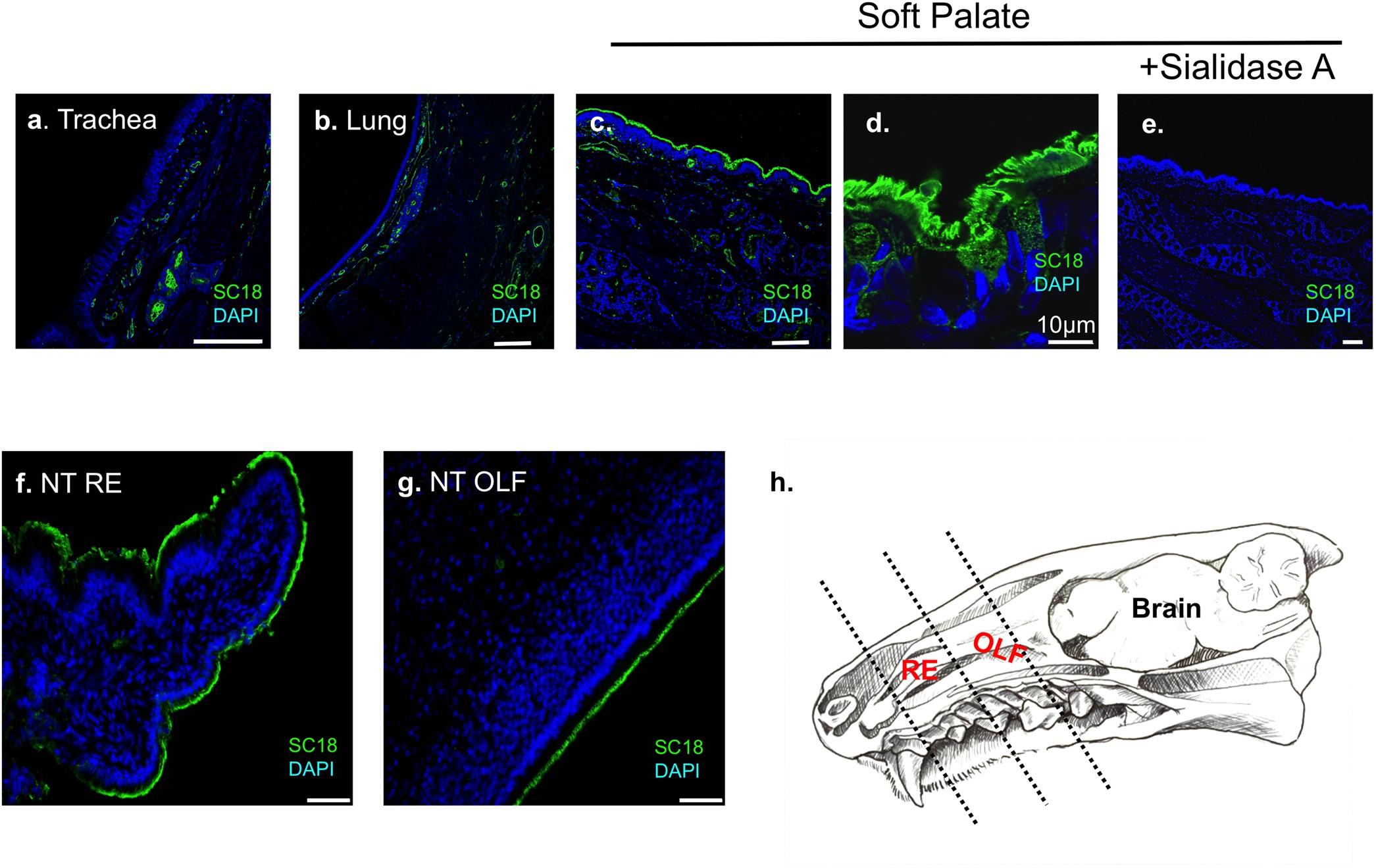 Extended Data Figure 6: SC18 staining of ferret respiratory tissues.