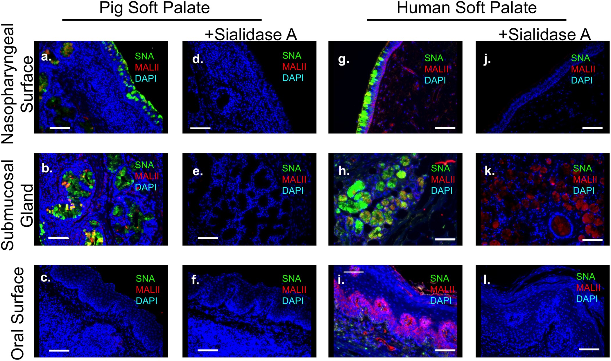 Extended Data Figure 7: Influenza receptor distribution on pig and human soft palate.