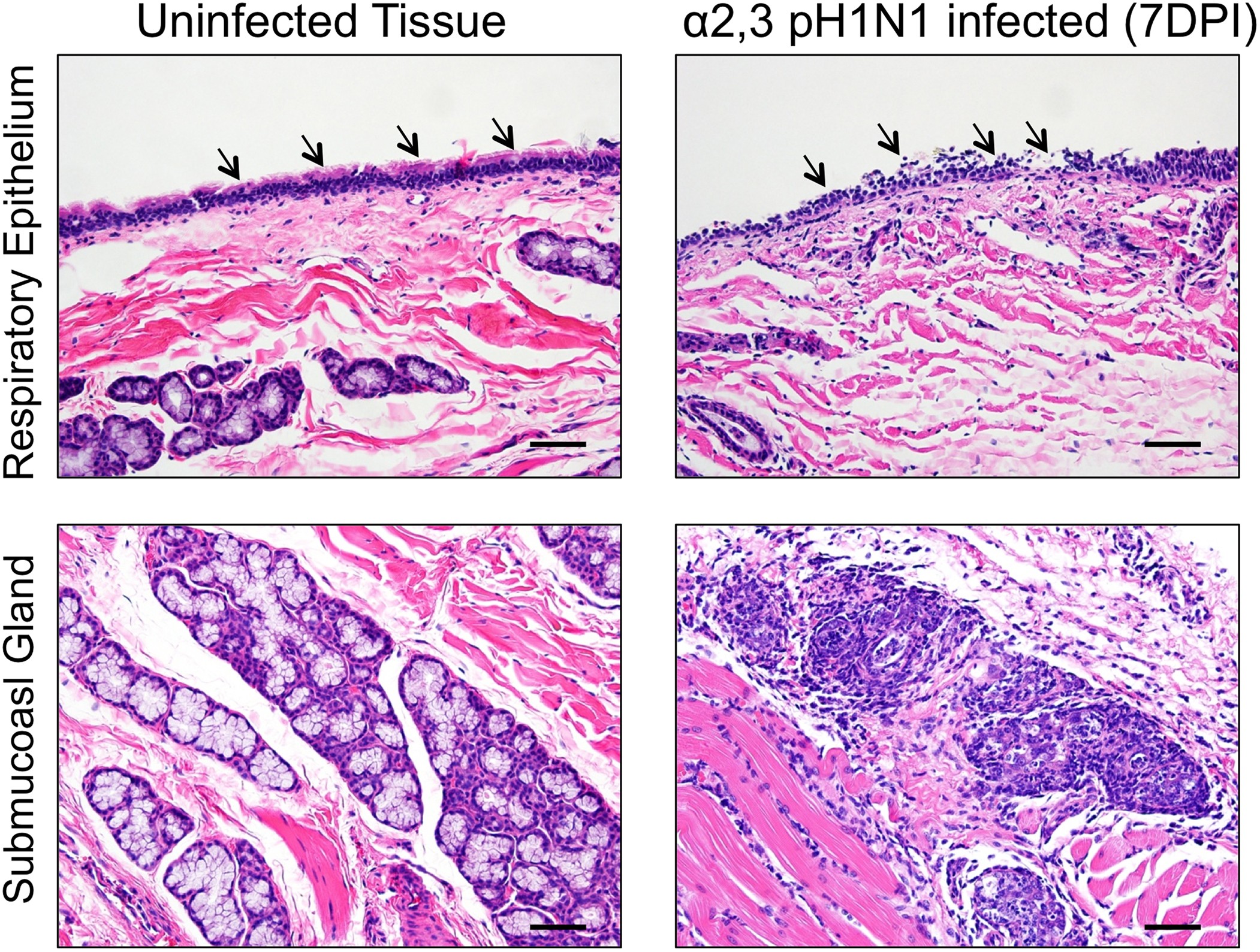 Extended Data Figure 8: Pathology of the soft palate during infection with α2,3 H1N1pdm virus.